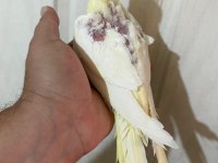 51 GÜNLÜK LUTİNO SULTAN BEBEK