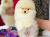 Minyatür teacup boy orjinal ayıcık yüz pomeranian yavrular