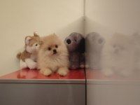 3 aylık dişi pomeranian