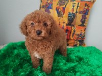 Orjinal Poodle Bebekler