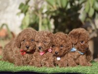 Sağlıklı Ve Irk Garantili Poodle Yavrular