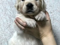 2 aylık golden retriever yavrularım