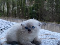 Blue point scottish fold