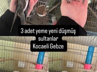 Yeme Yeni Düşmüş Sultan Papağanı