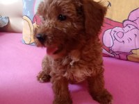 Red maltipoo minnaklar