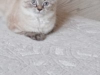 1,5 YASINDA SCOTTİSH FOLD KEDİMİZ