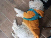 4 aylık yavru köpeğim