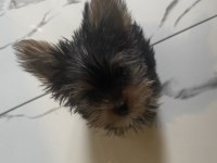 Ufak yorkshire terrier yavrular