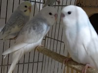 Yeni Yeme Düşen Bebek Muhabbet Kuşlar