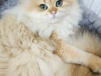 Erkek british longhair 14 aylık