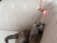 Tüm aşıları tam scottish fold dişi