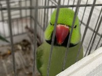 1 çift pakistan papağanı