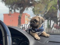 Oyuncu Sevimli Pug Bebekler