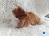 Sevimli Guinea Pig Yavrularımız