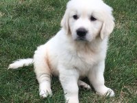 Renk renk golden retriever