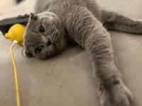 Sevimli bir scottish fold kız