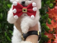 Safkan şecereli pomeranian boo yavrular