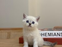 Tüm cins kediler mevcut sağlık garantisi var
