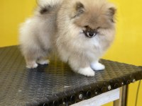 Mükemmel pofuduk minik pomeranian