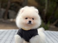 Evinizin Neşesi Olacak Bir Minik Pomeranian Boo
