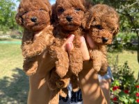 Poodle Sevimli Yavrular