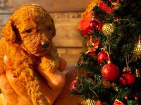Süper toy toy poodle minik kahramanlar,ruhsatlı çiftlik