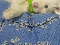 6 aralık doğumlu border collie yavrular rezerveye açıktır