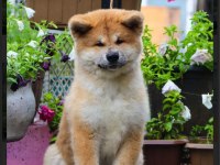 Şecereli anne babadan akita inu yavrular