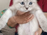 British blue point