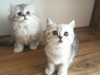 British Shorthair / Longhair Yavrularımız