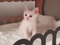 Yavru scottish fold kedilerimiz