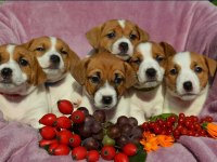 MASKE FİLM ESİNTİSİ JACK RUSSELL