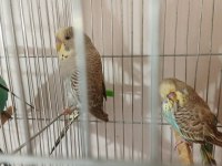 Jumbo ve yerli muhabbet kuşu