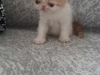Nadir bulunan güzellikte oğlumuz karne hediyesi