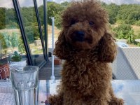 Toy Poodle Erkek Damızlık Hizmeti Deneyimli Sağlıklı