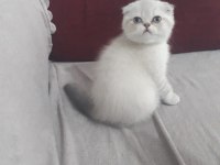 Dişi scottish fold kedisi