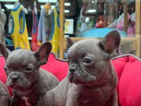 A KALİTE FRENCH BULLDOG YAVRULAR 3 ADET ERKEK