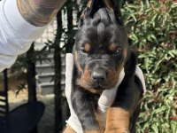 Şeceresiz Black Tan 30 Günlük Özel Doberman Yavrusu