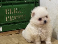 Pomeranian boo yavrularımız teslime hazır