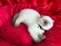 British Shorthair Scottish Fold dişi erkek yavrular