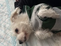 İstanbul İçi Köpeğimiz Dobby İçin Ömürlük Yuva Arıyoruz
