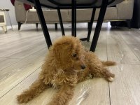 3 aylık dişi poodle