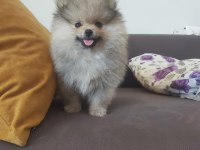 Pomeranian Boo Erkek Köpeğimiz