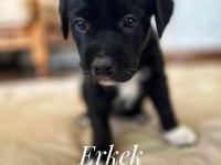 Deprem Bölgesinden Köpekler