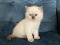 Muhteşem güzellikte british shorthair yavru
