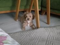 Maltipoo Yavrumuz