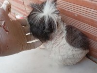 Erkek guinea pig fazlalık