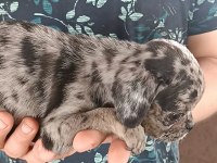 Egzotik Renk Merle Pug Mops Bebekler