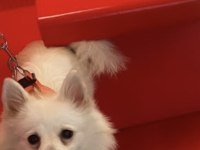İki yaşında dişi spitz