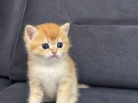 British Shorthair Golden Ny 12